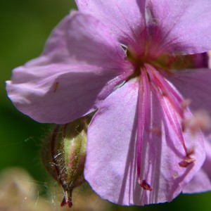 Lohfelden geranium cranesbill macro